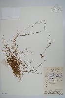 細葉蘭花參藏品圖，第1張