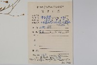 細葉蘭花參藏品圖，第2張