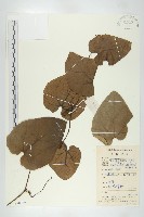 兩廣栝樓藏品圖，第1張