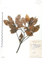 豬腳楠藏品圖，第1張