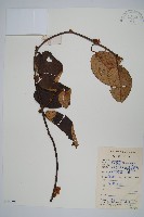 兩廣獼猴桃藏品圖，第1張