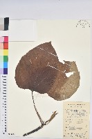 油桐藏品圖，第1張