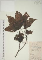 楓香、楓樹藏品圖，第1張