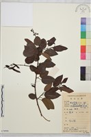 大黃鱔藤藏品圖，第1張