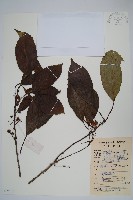 京梨獼猴桃藏品圖，第1張