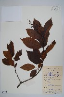 厚殼樹藏品圖，第1張