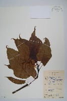 青榨槭藏品圖，第1張