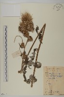 小薊藏品圖，第1張