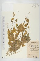 登錄號:S078925藏品圖，第1張