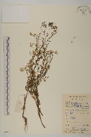 加拿大蓬藏品圖，第1張