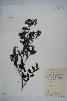 密毛假黃楊藏品圖，第1張