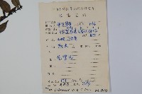 密毛假黃楊藏品圖，第2張