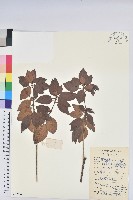 馬銀花藏品圖，第1張