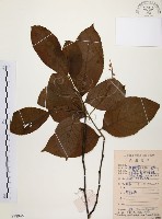 天料木藏品圖，第1張