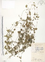 登錄號:S078947藏品圖，第1張