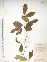 飛龍掌血藏品圖，第1張