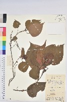 紅背山麻桿藏品圖，第1張