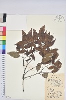 細葉青剛、黑稠、黑櫟、小葉青剛藏品圖，第1張