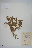 普剌特草藏品圖，第1張