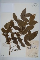 木蜡樹、野漆樹藏品圖，第1張