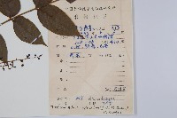 木蜡樹、野漆樹藏品圖，第2張