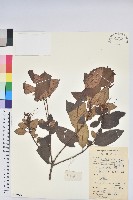 溪畔杜鵑花藏品圖，第1張