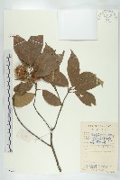 猴歡喜藏品圖，第1張