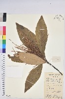 黧蒴栲藏品圖，第1張