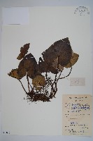 薄葉細辛、尾花細辛藏品圖，第1張