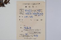 薄葉細辛、尾花細辛藏品圖，第2張