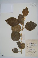 毛花楊桃藏品圖，第1張