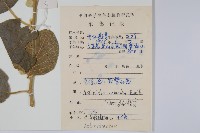 毛花楊桃藏品圖，第2張