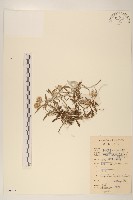 父子草、天青地白藏品圖，第1張