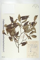 延平柿藏品圖，第3張