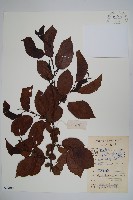 江南榿木藏品圖，第1張