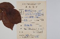 江南榿木藏品圖，第2張