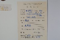 山銀花藏品圖，第2張