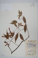 紅果羅浮槭藏品圖，第1張