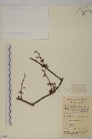 窄葉南蛇藤藏品圖，第1張