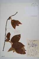 絲毛獼桃藏品圖，第1張