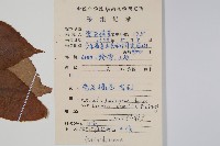 絲毛獼桃藏品圖，第2張