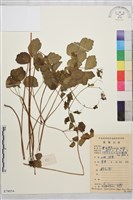 尖葉唐松草藏品圖，第1張