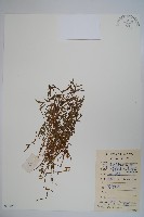 半邊蓮、鐮磨仔草藏品圖，第1張