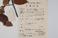 闊葉獼猴桃藏品圖，第2張