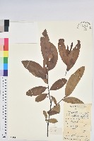 華古柯藏品圖，第1張