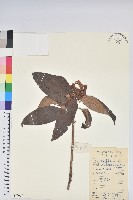 刺毛杜鵑藏品圖，第1張