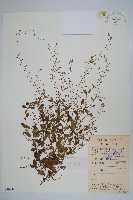 附地菜藏品圖，第1張