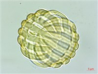 狹葉遠志藏品圖，第2張