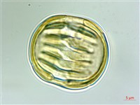 狹葉遠志藏品圖，第3張