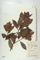 禿瓣杜英藏品圖，第1張